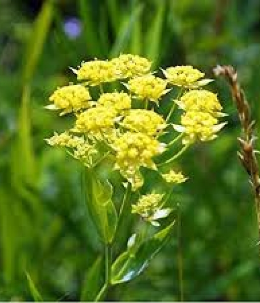 compl&eacute;ments alimentaires occidentales